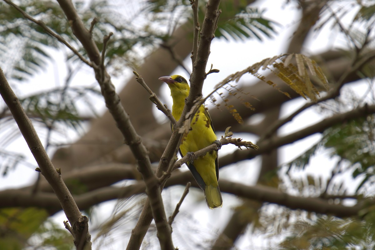Black-naped Oriole (Philippine) - ML643059669