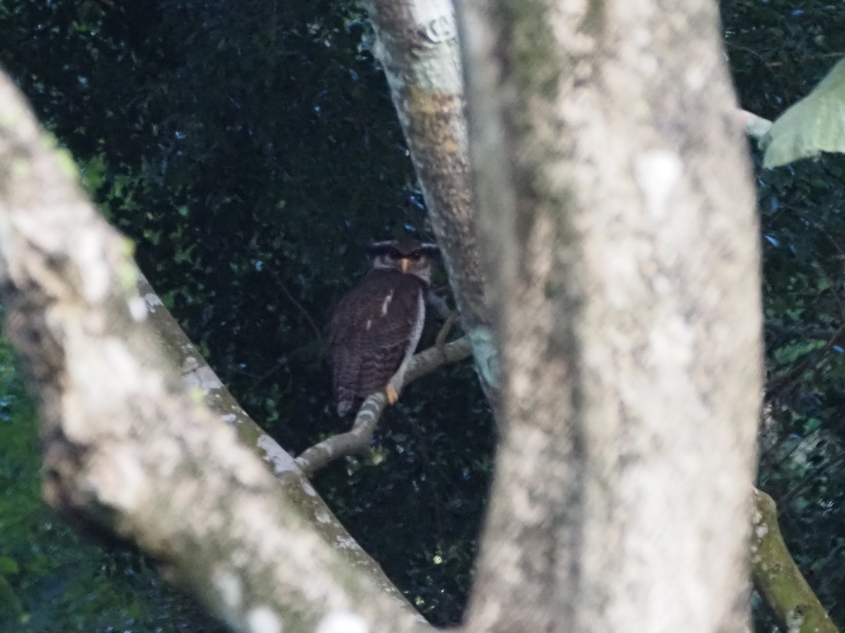 Barred Eagle-Owl - ML643059681