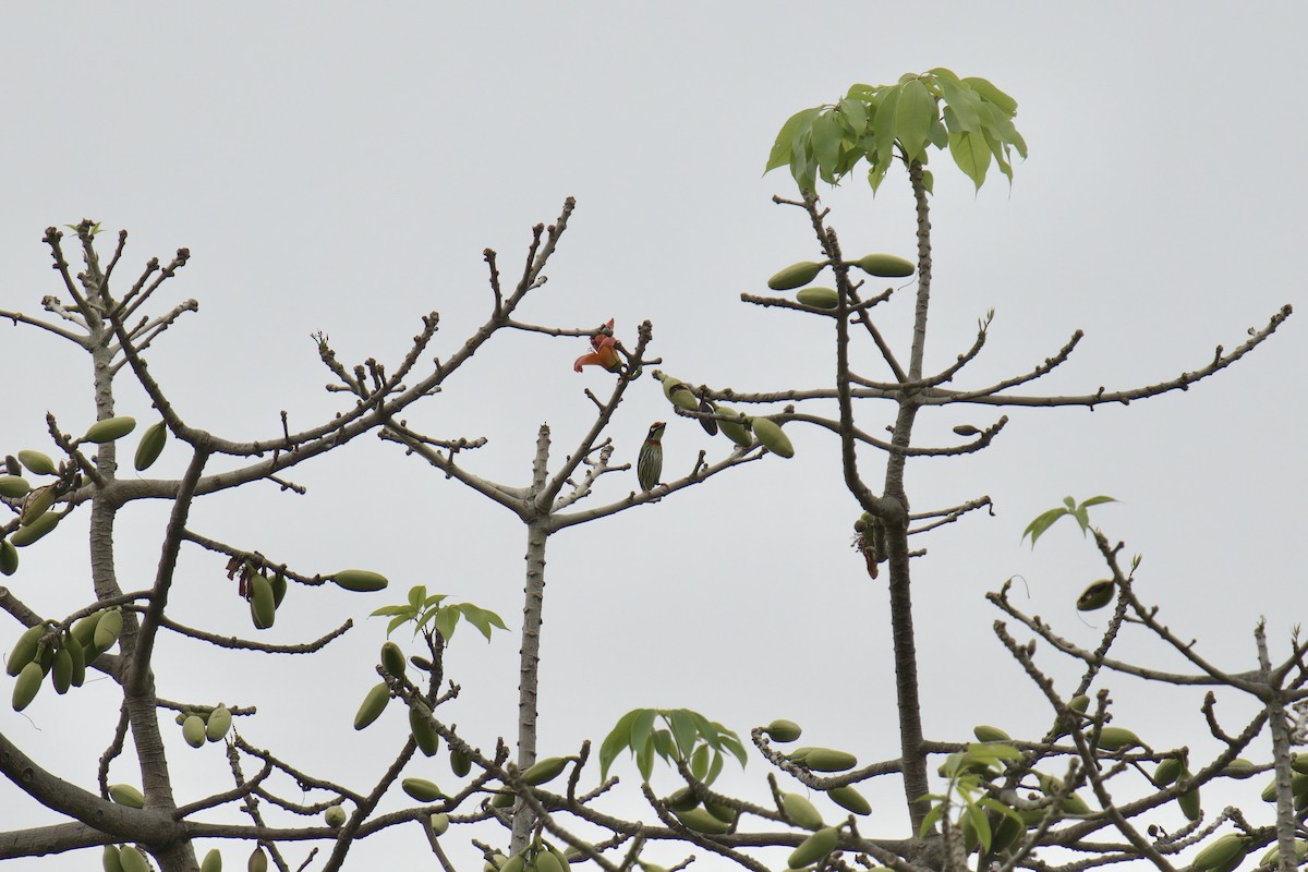 Coppersmith Barbet - ML643059689