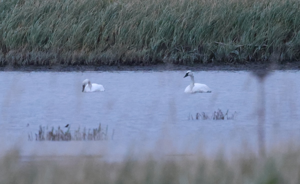 Trumpeter Swan - ML643059707