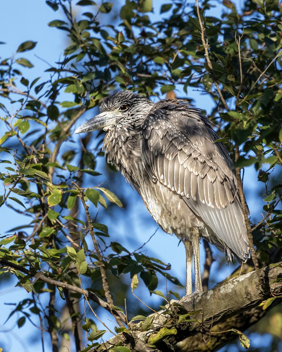 Yellow-crowned Night Heron - ML643059741
