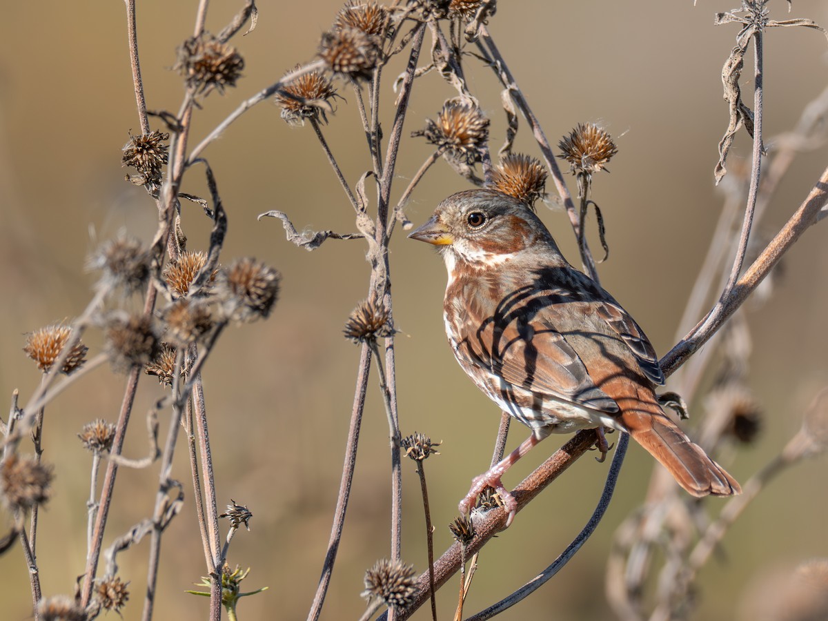 Fox Sparrow - ML643059746