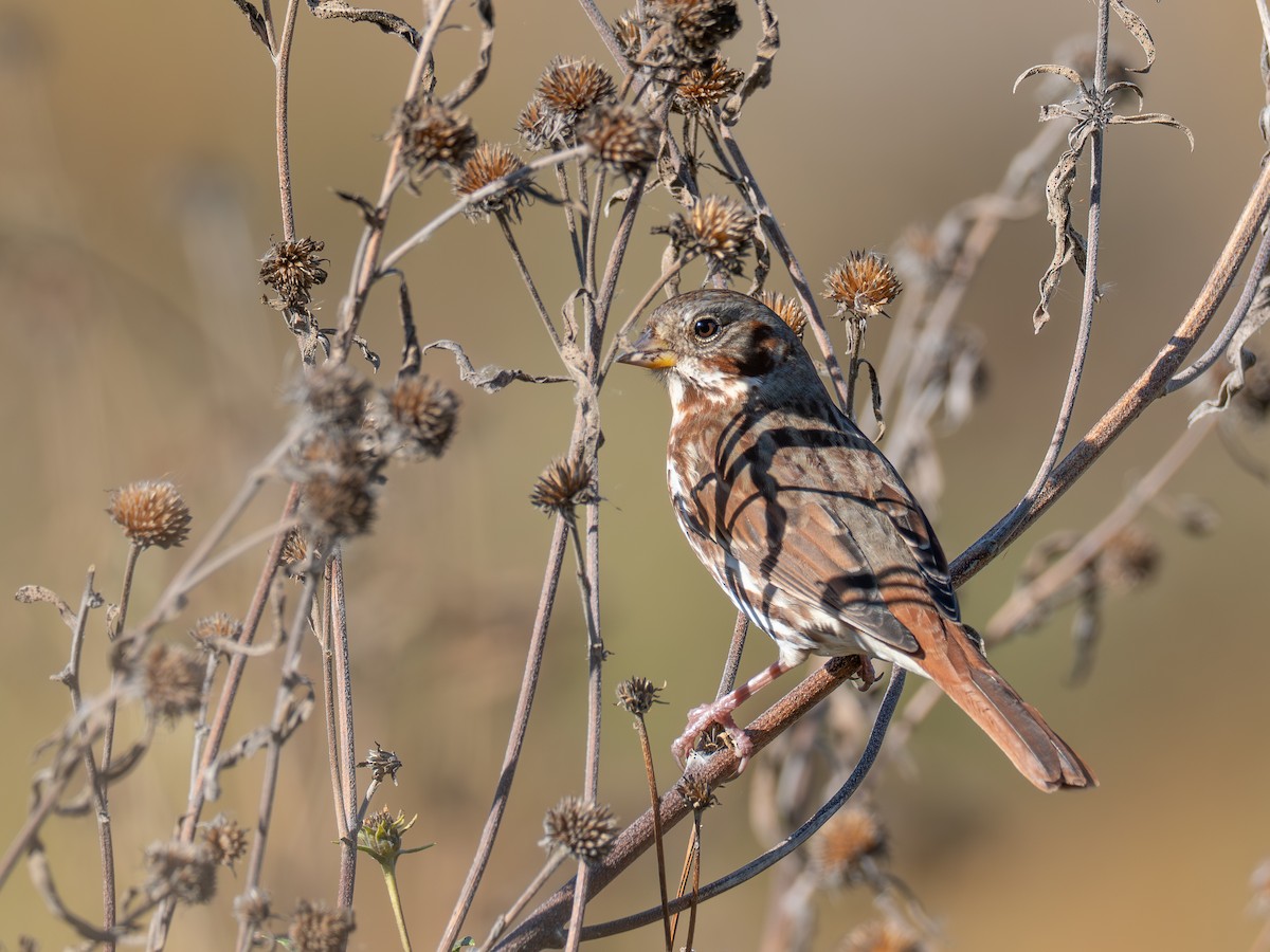 Fox Sparrow - ML643059747