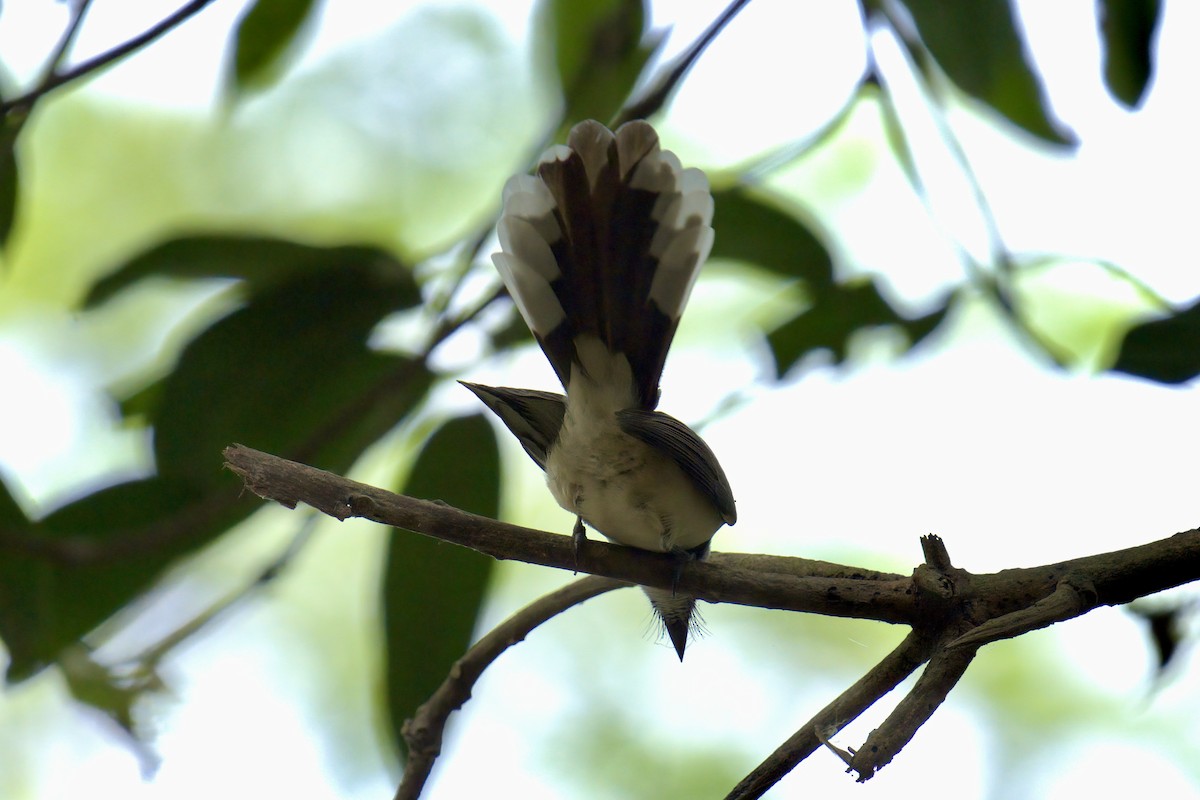 Philippine Pied-Fantail - ML643059752