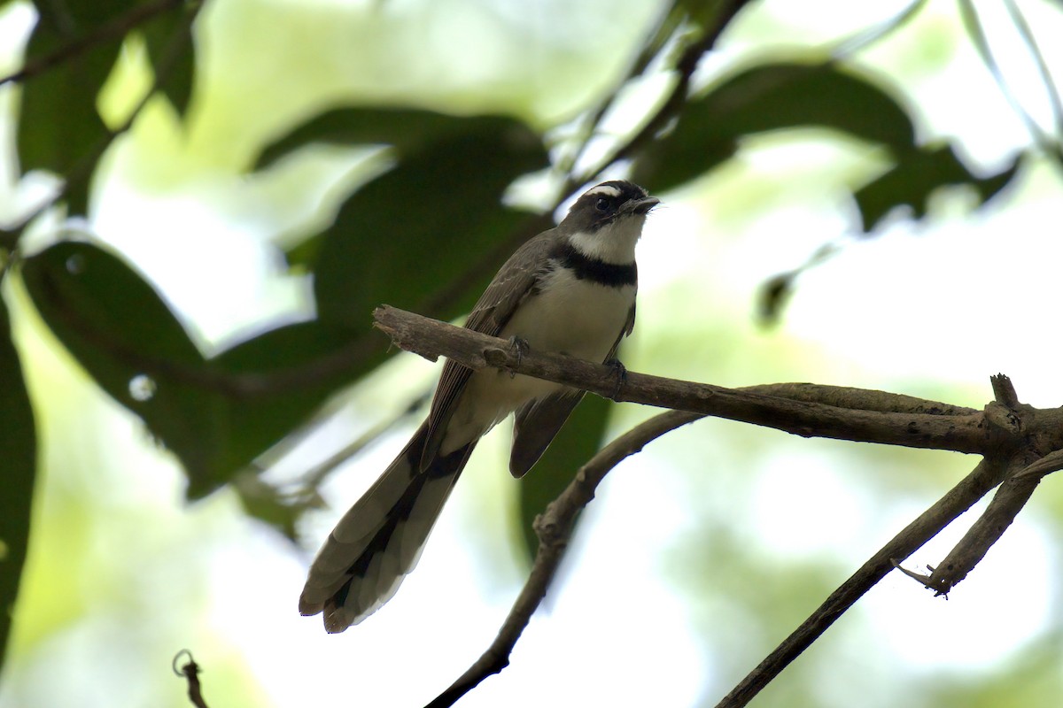 Philippine Pied-Fantail - ML643059753