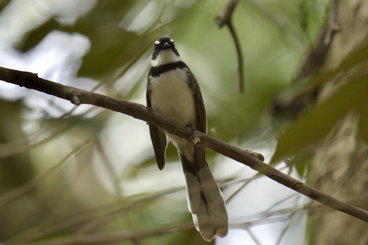 Philippine Pied-Fantail - ML643059754
