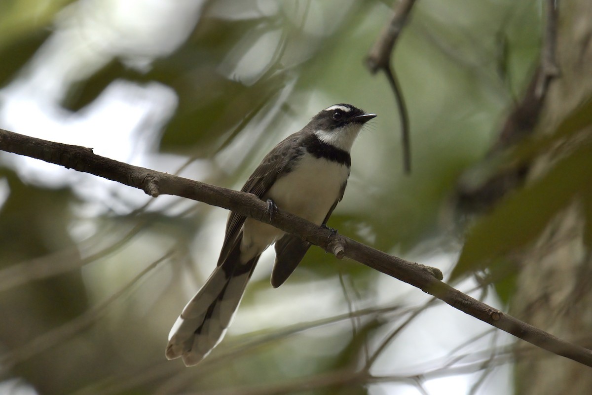 Philippine Pied-Fantail - ML643059755