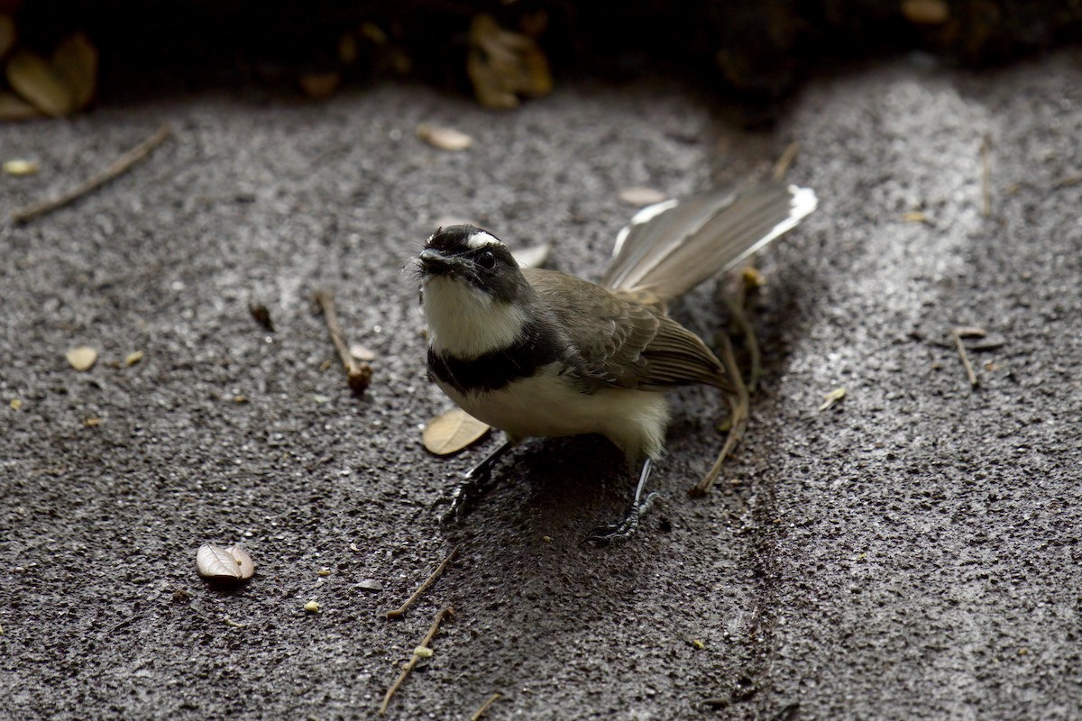 Philippine Pied-Fantail - ML643059757