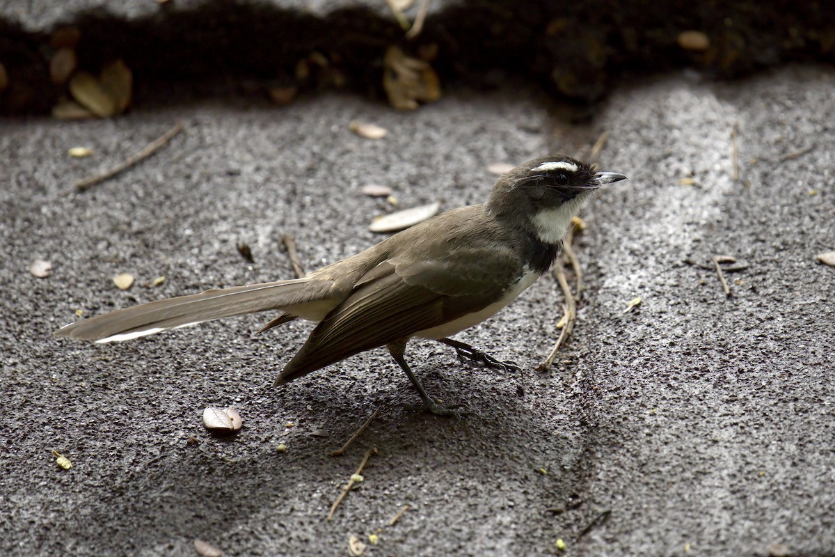 Philippine Pied-Fantail - ML643059758