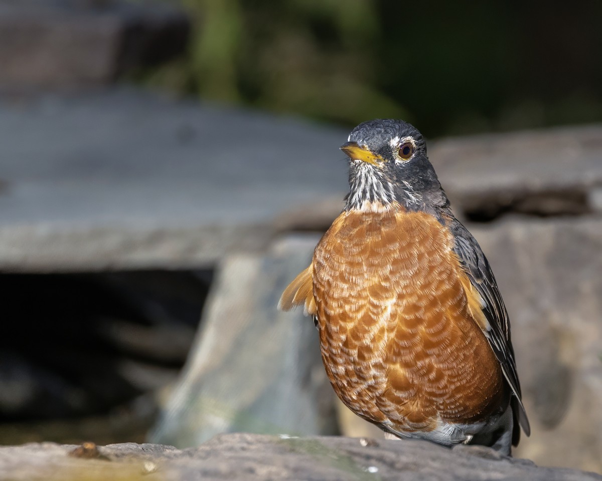 American Robin - ML643059763