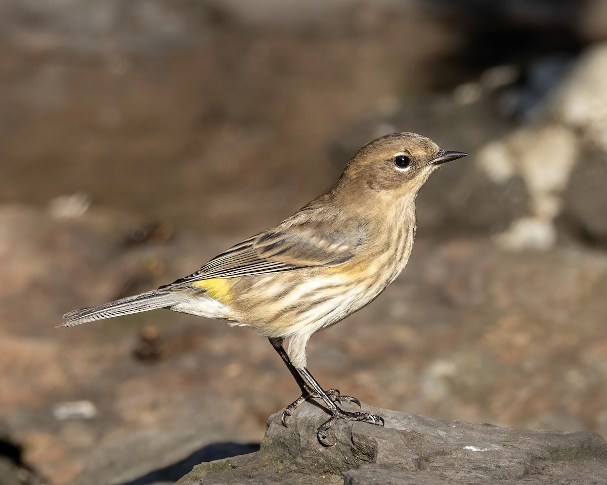 Yellow-rumped Warbler - ML643059771
