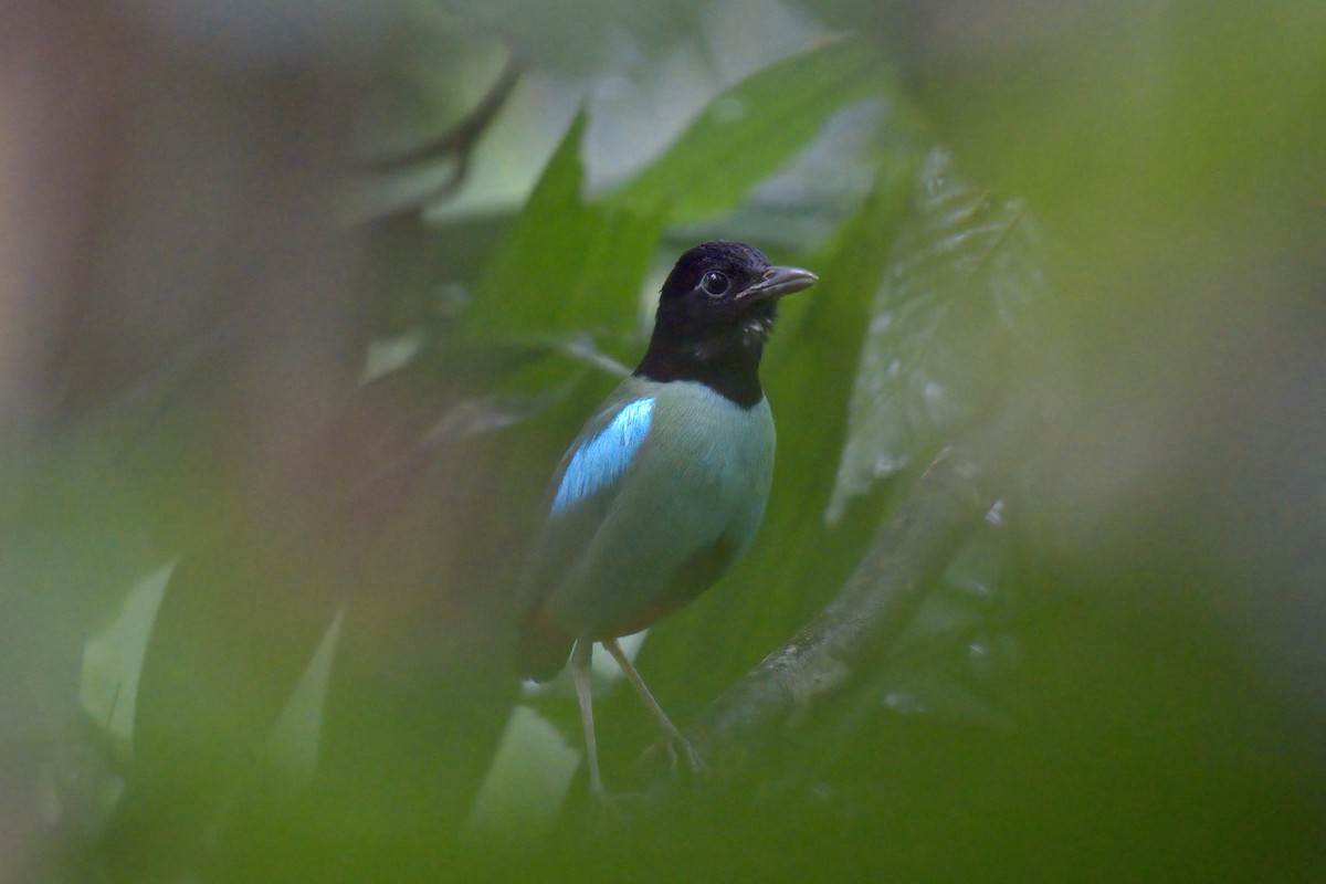 Western Hooded Pitta (Philippine) - ML643059776