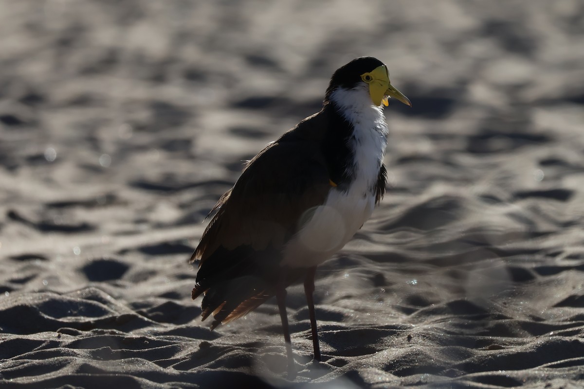 Masked Lapwing - ML643059781