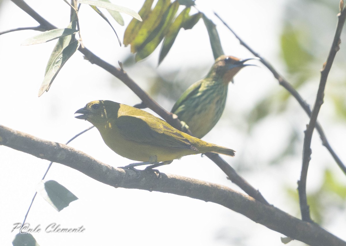 Golden-bellied Euphonia - ML643059783