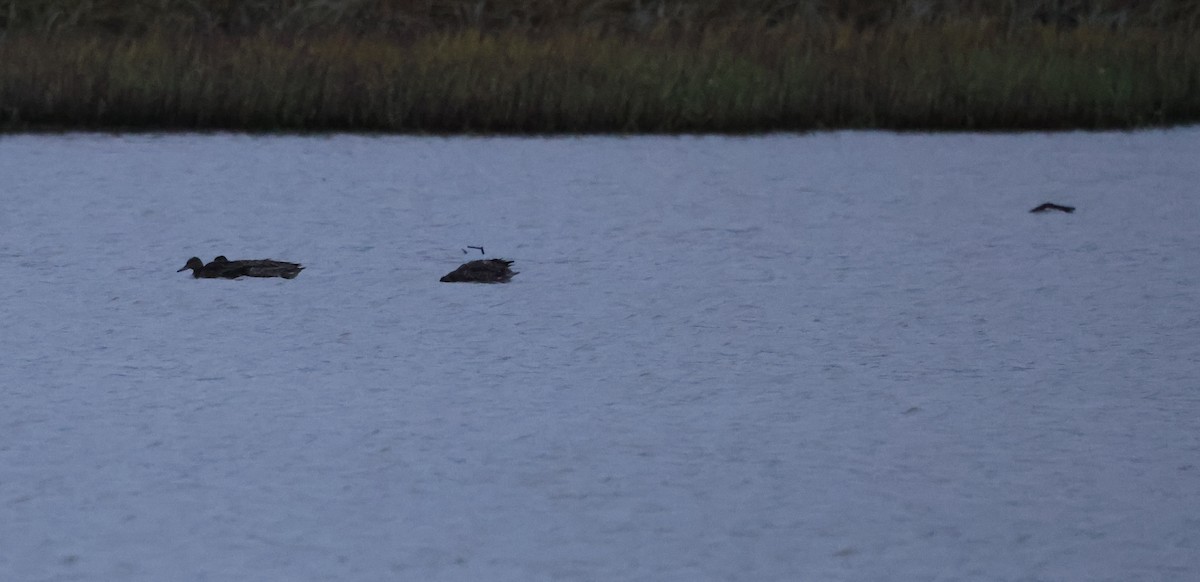 American Wigeon - ML643059784