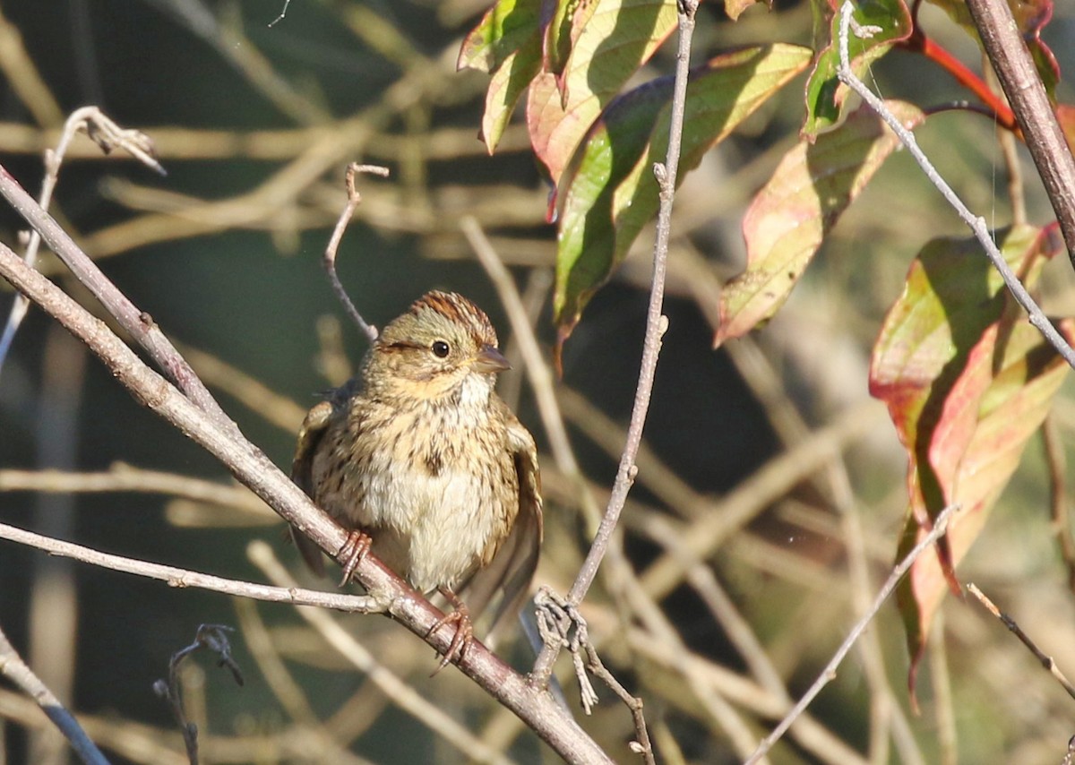 Lincoln's Sparrow - ML643059808