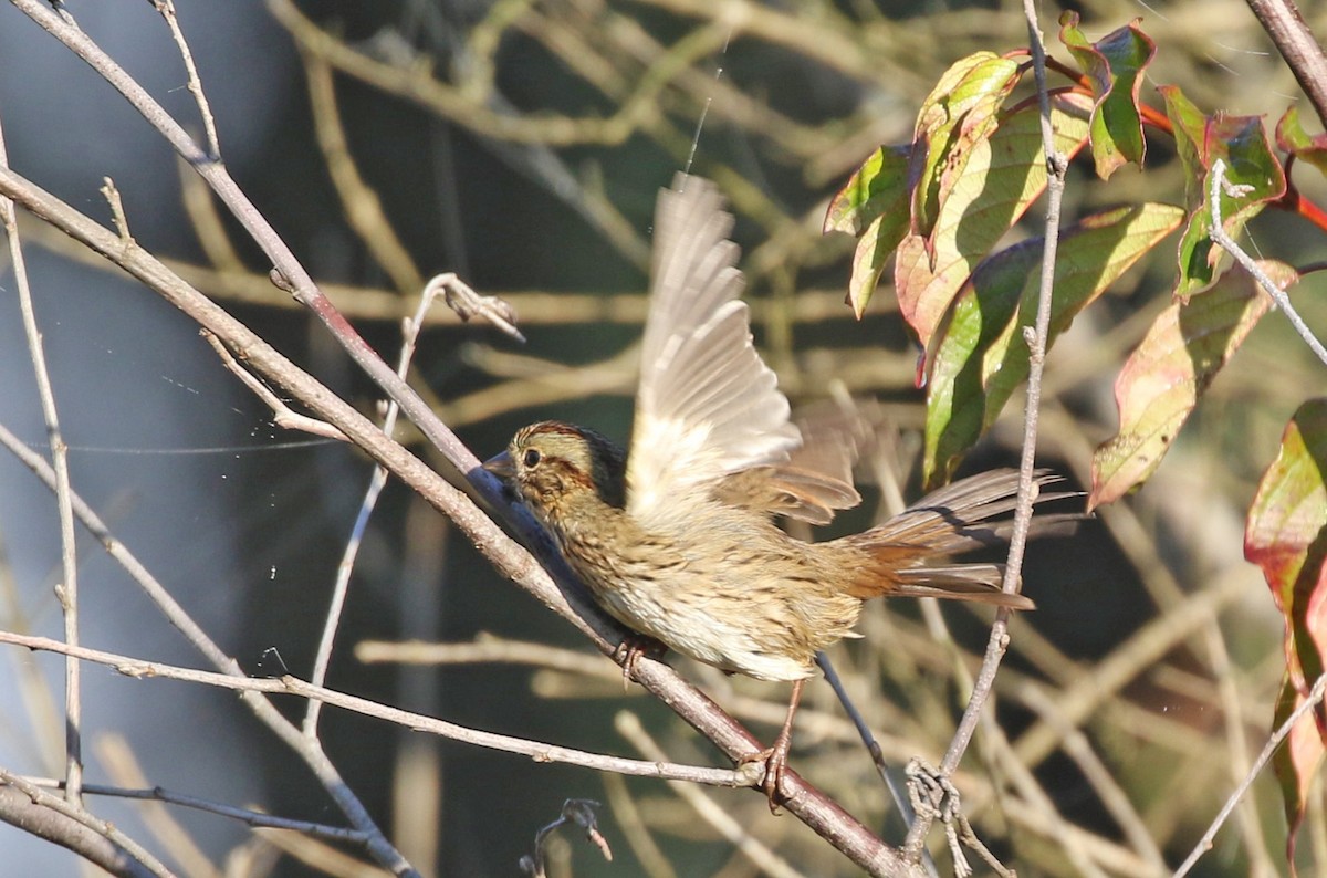 Lincoln's Sparrow - ML643059809