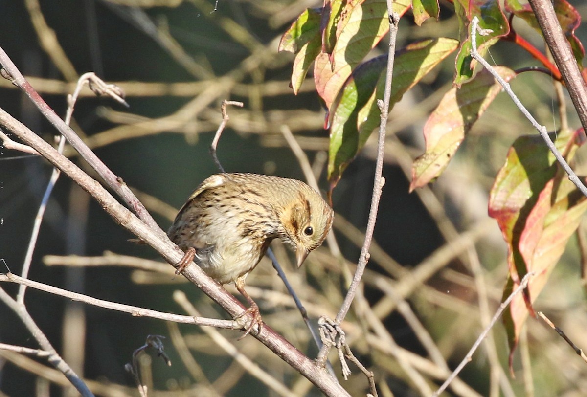 Lincoln's Sparrow - ML643059810