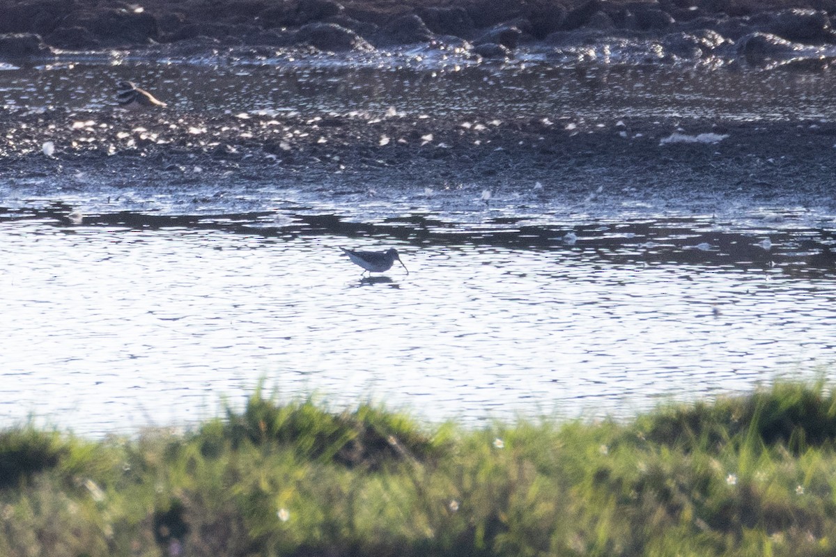 Stilt Sandpiper - ML643059832