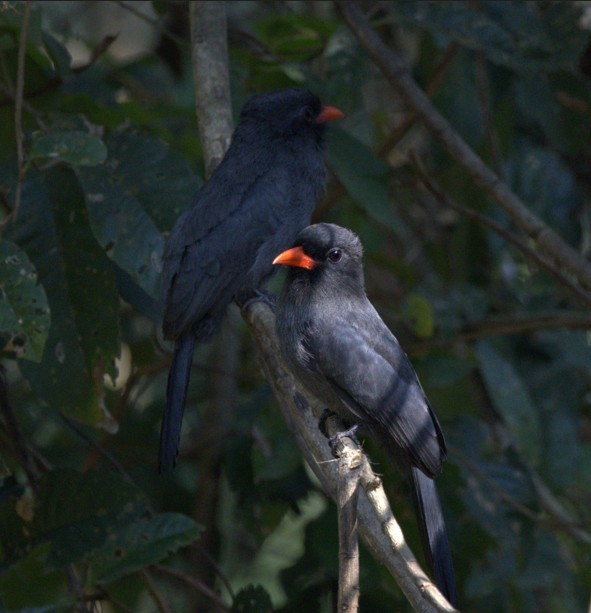Black-fronted Nunbird - ML643059838