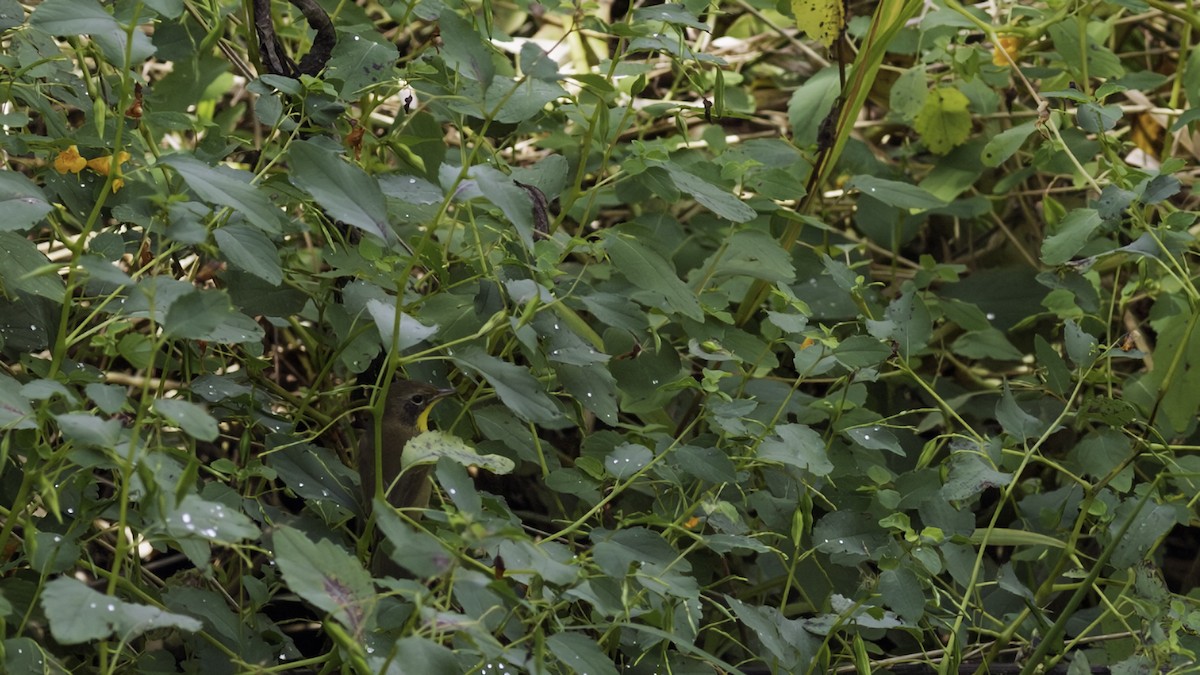 Common Yellowthroat - ML643059842