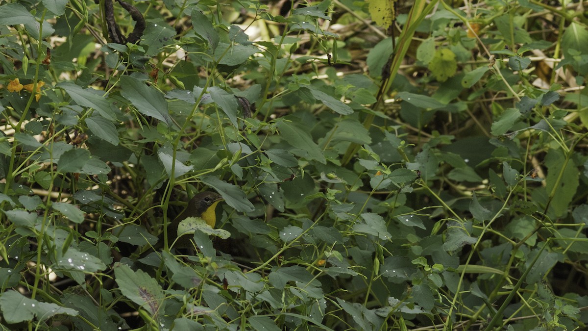 Common Yellowthroat - ML643059844