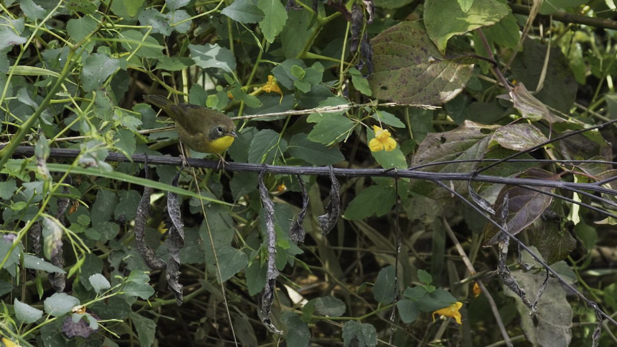 Common Yellowthroat - ML643059845