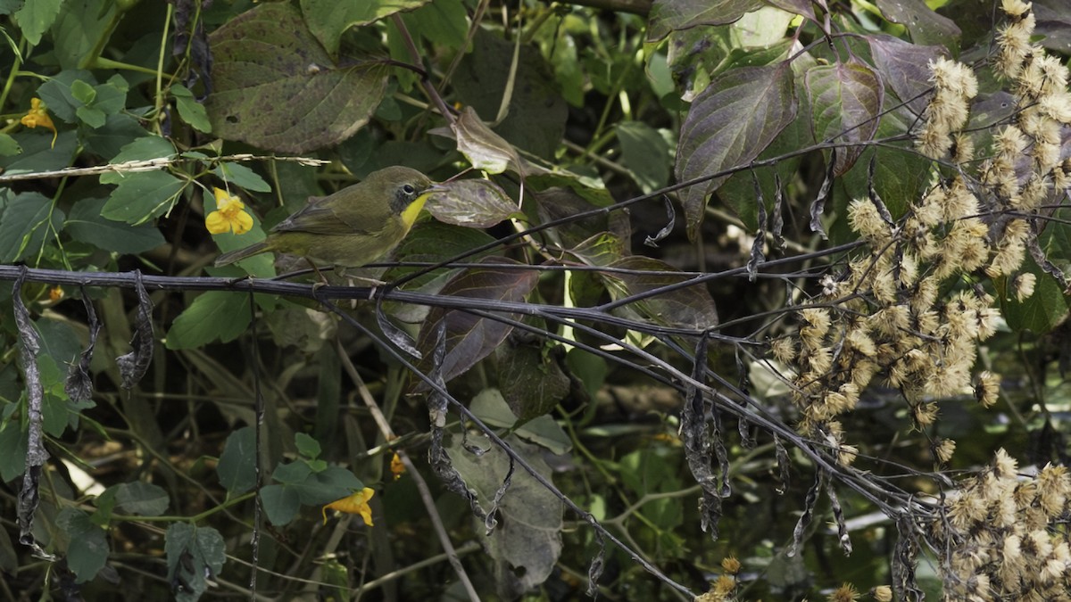 Common Yellowthroat - ML643059847