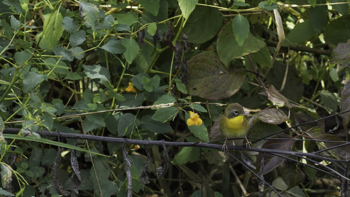 Common Yellowthroat - ML643059850