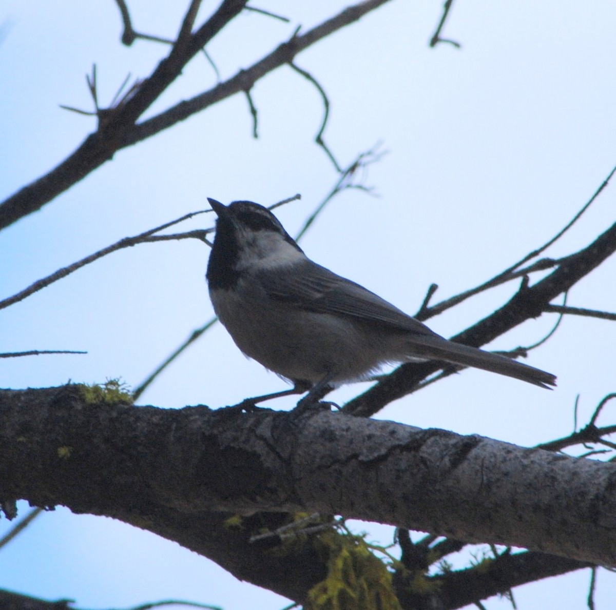 Mountain Chickadee - ML643059911