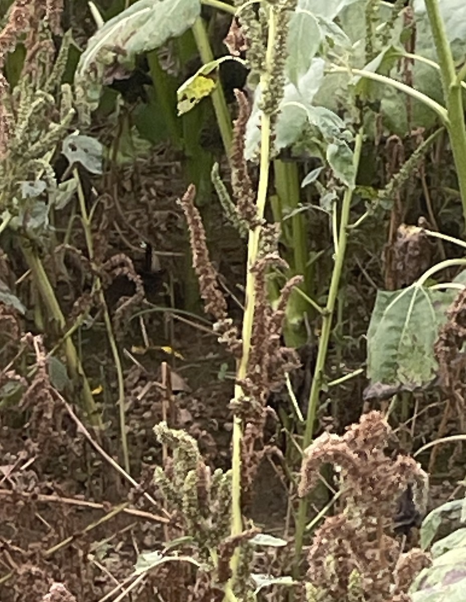 chřástal karolínský - ML643059916