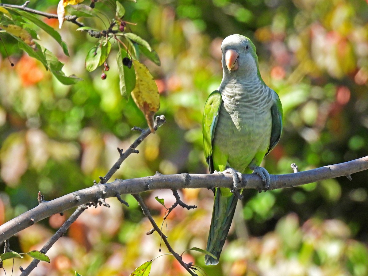 Monk Parakeet - ML643059932
