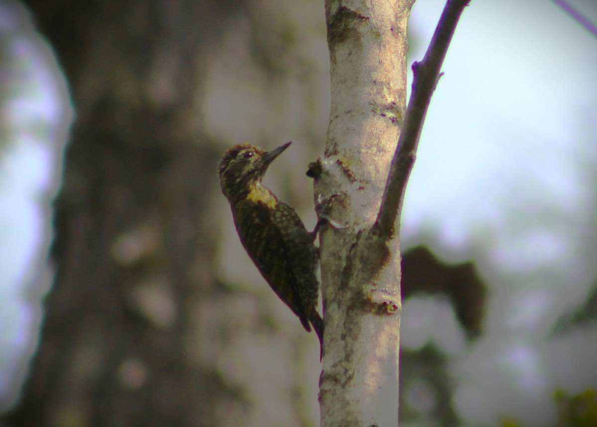 White-spotted Woodpecker - ML643059933