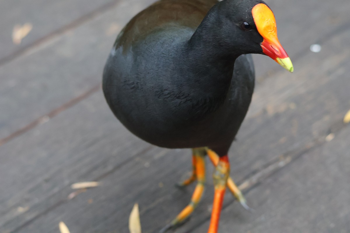 Dusky Moorhen - ML643059936
