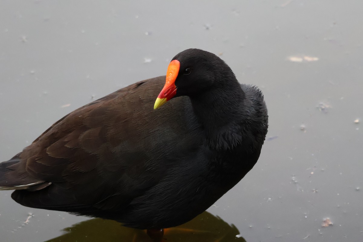 Dusky Moorhen - ML643059937