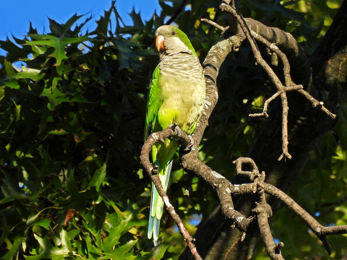 Monk Parakeet - ML643059952