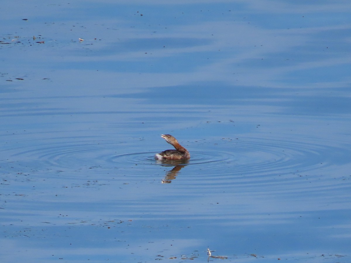 Pied-billed Grebe - ML643059970