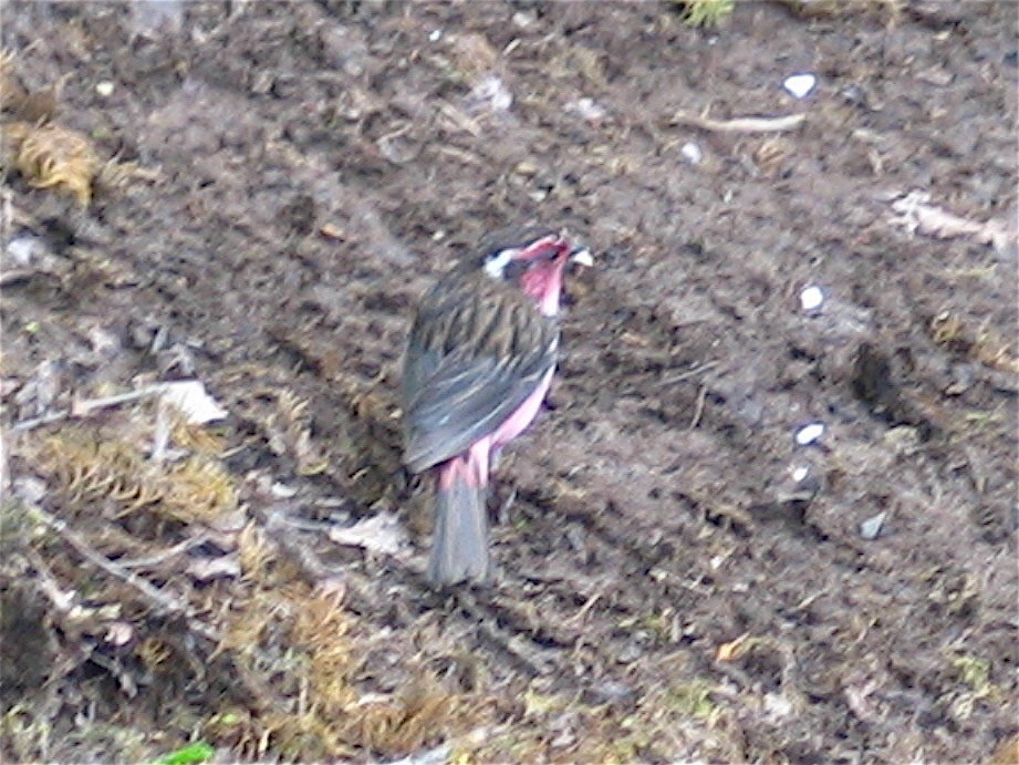 Chinese White-browed Rosefinch - ML643059973