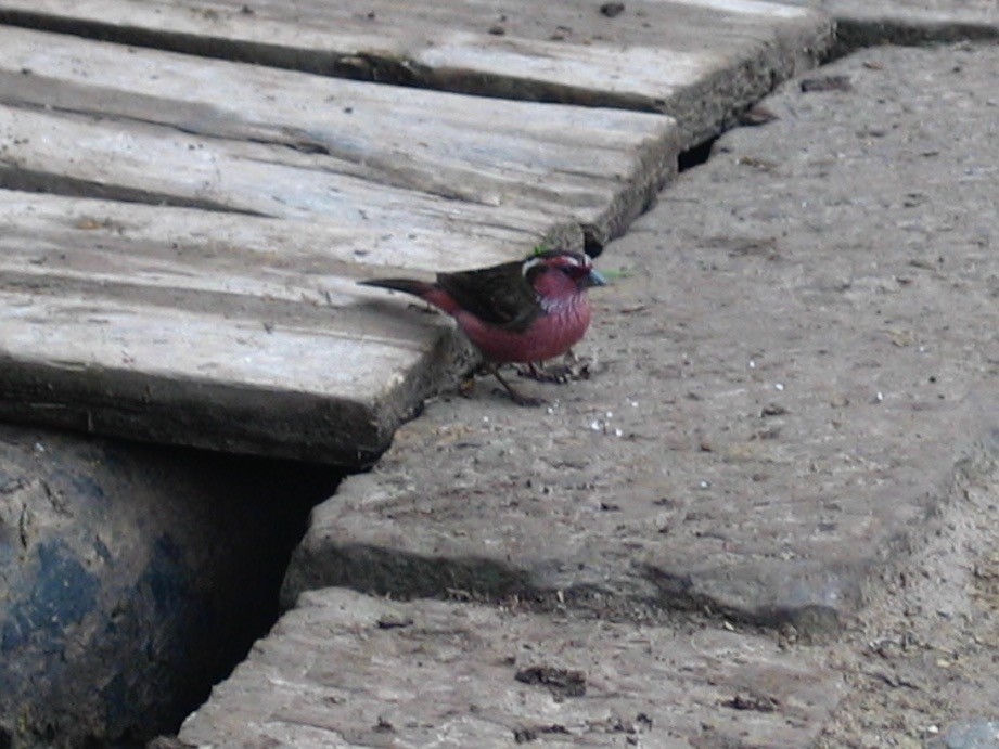 Chinese White-browed Rosefinch - ML643059979