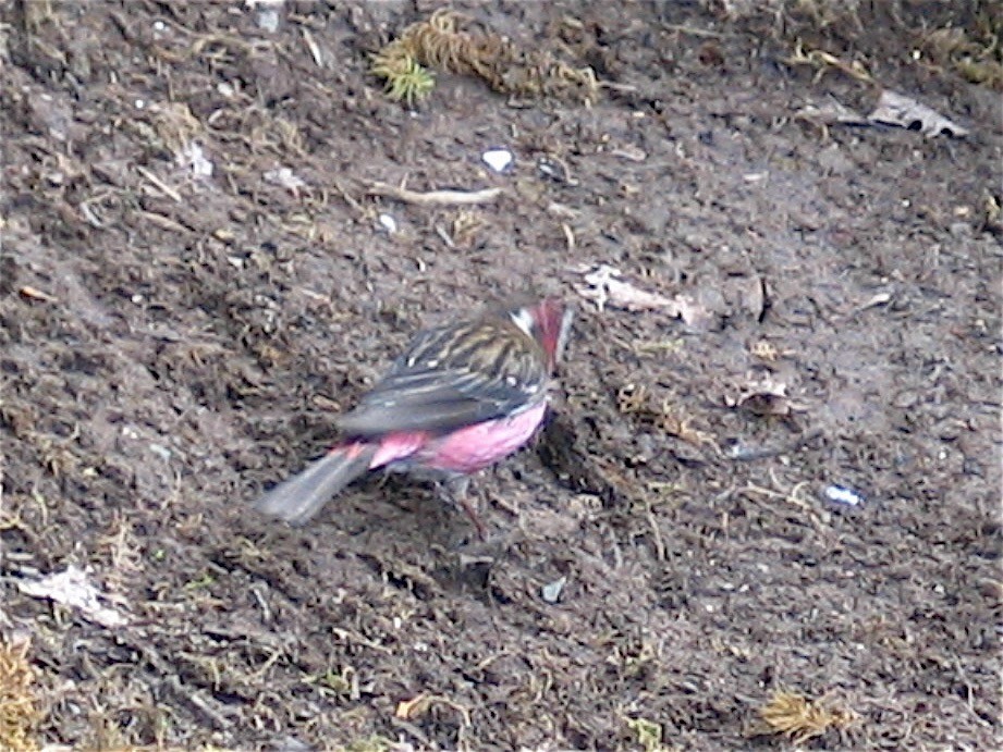 Chinese White-browed Rosefinch - ML643059980