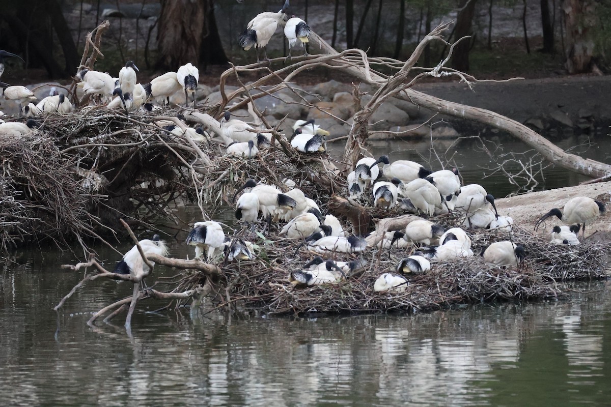ibis australský - ML643059982
