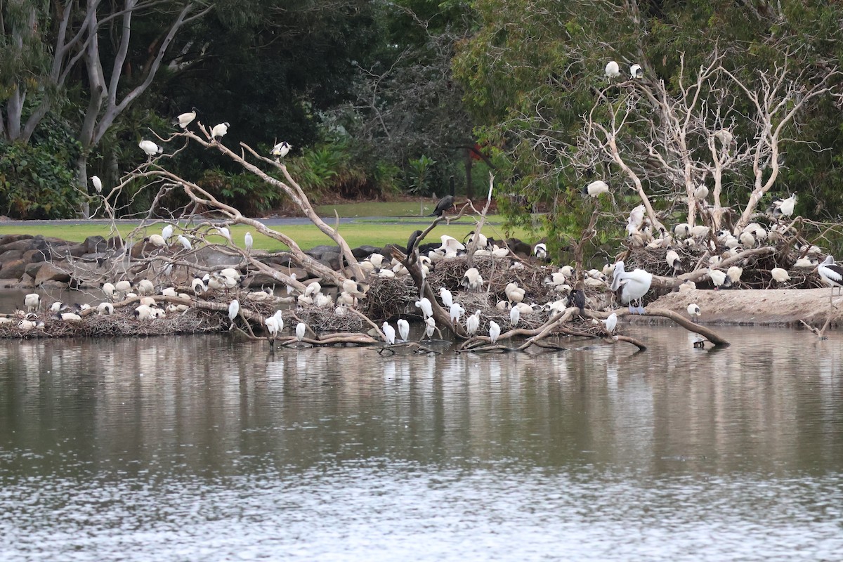 ibis australský - ML643059983