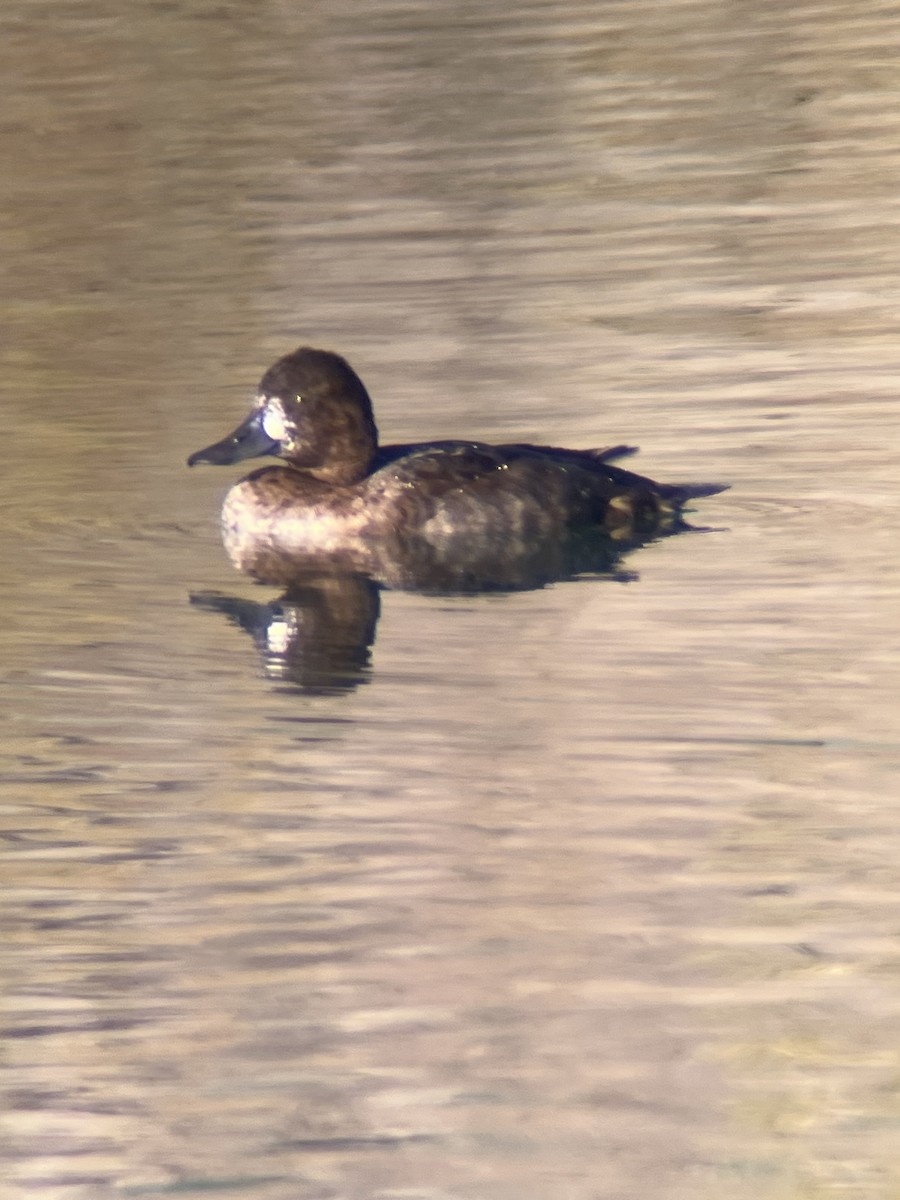 Lesser Scaup - ML643059986