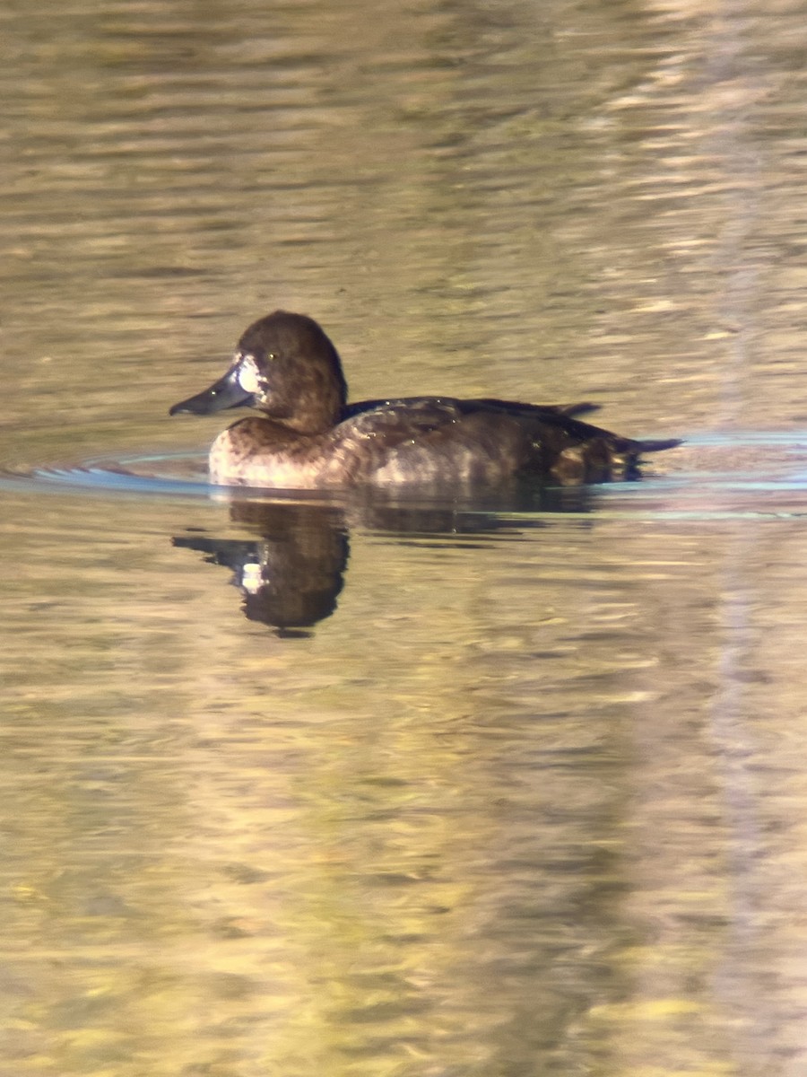Lesser Scaup - ML643059987