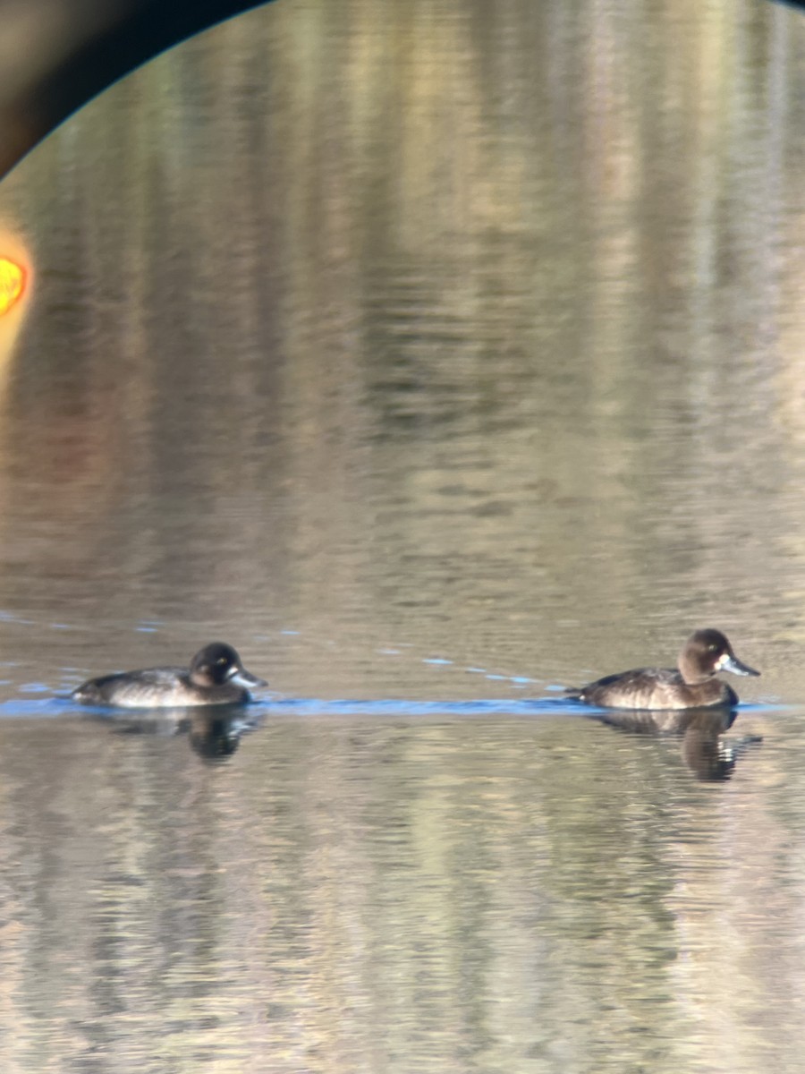 Lesser Scaup - ML643059989