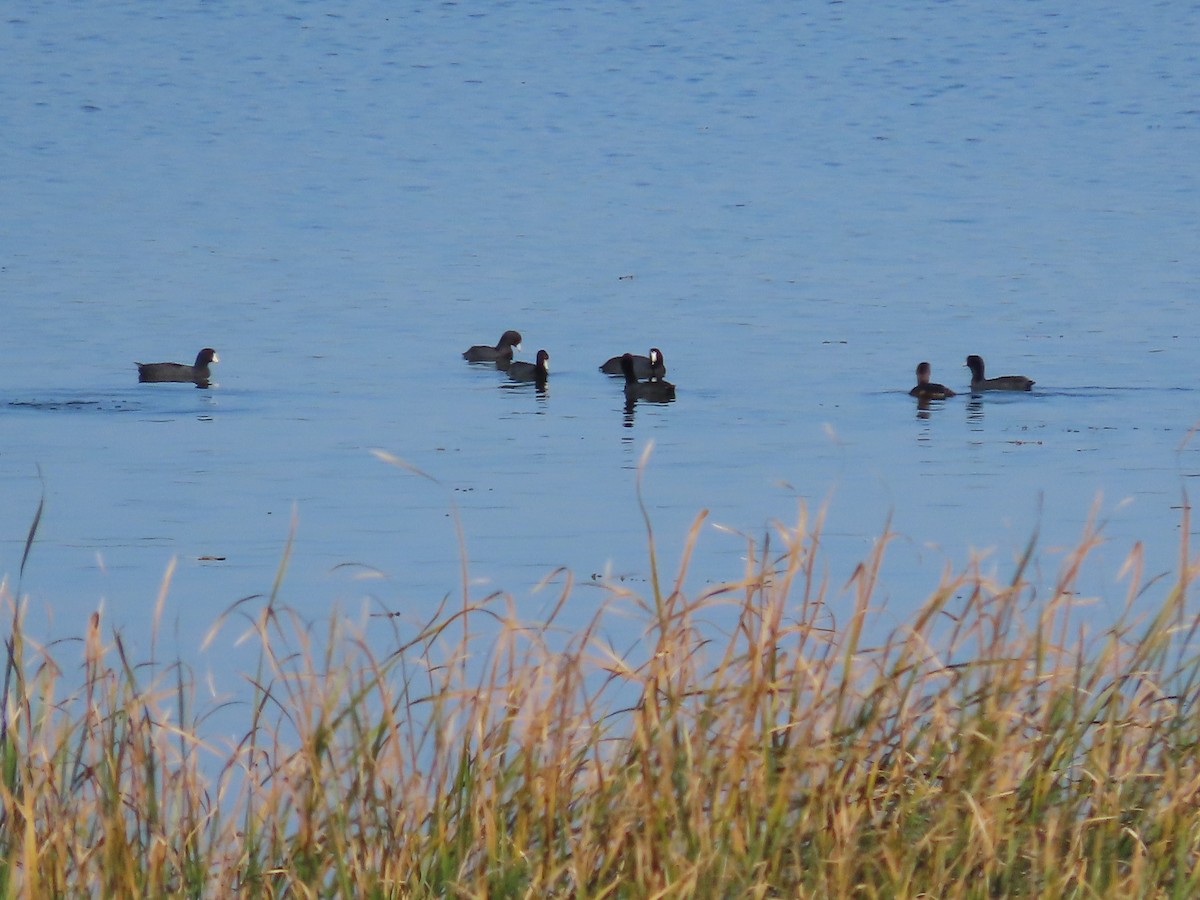 American Coot - ML643059992
