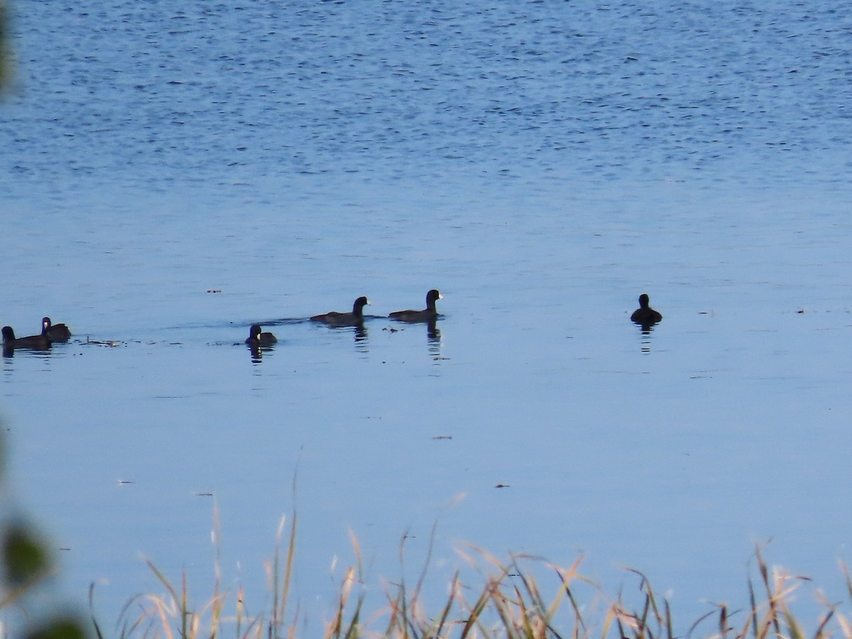 American Coot - ML643059993