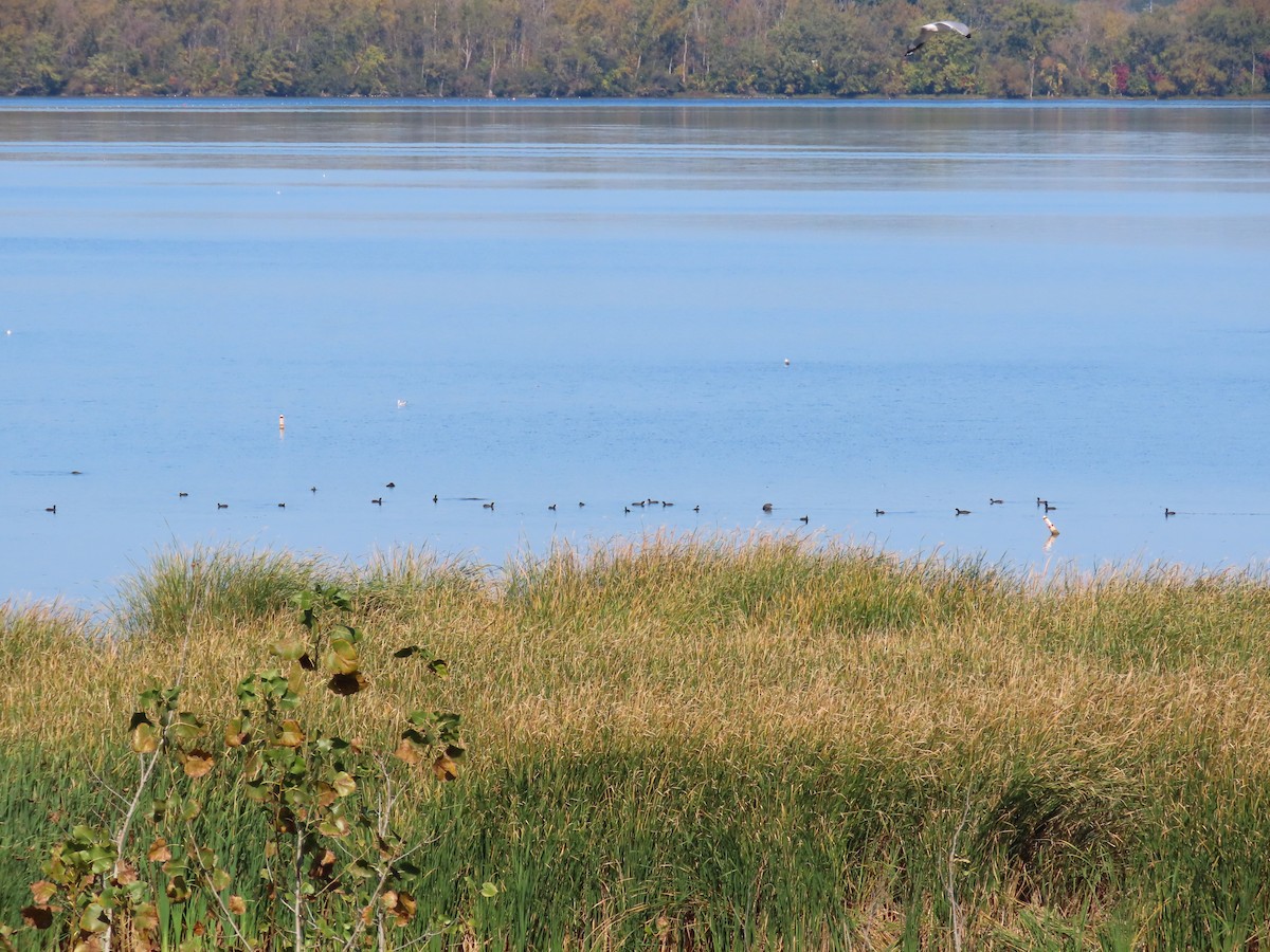 American Coot - ML643059994
