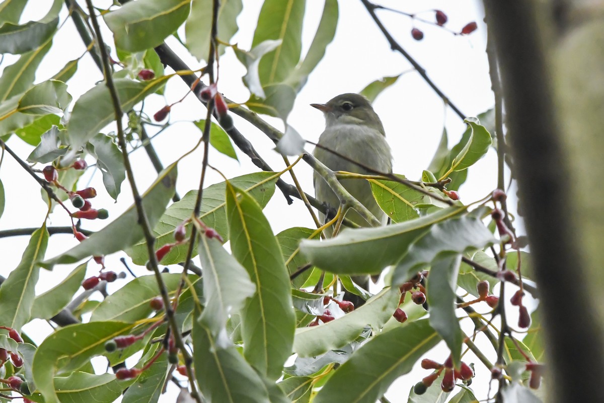 White-crested Elaenia - ML643060010