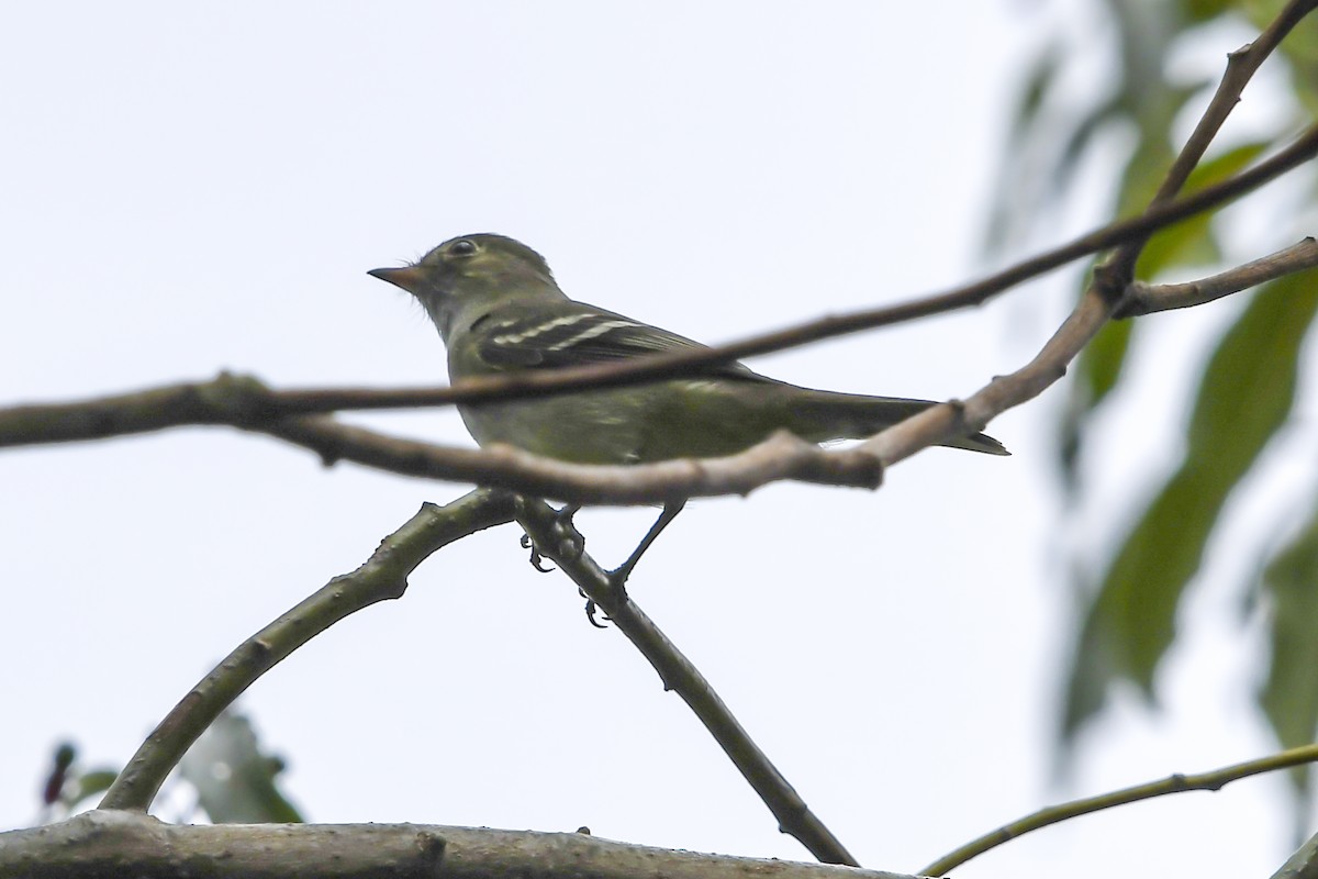 White-crested Elaenia - ML643060011